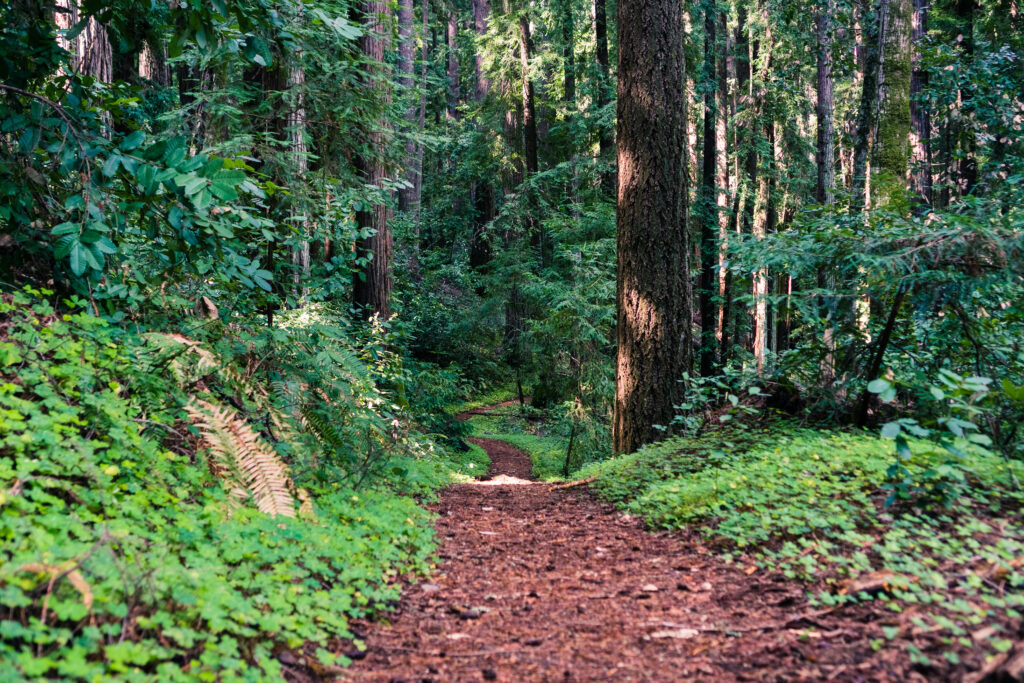 Henry Cowell State Park - Santa Cruz Estate Planning & Business Lawyer