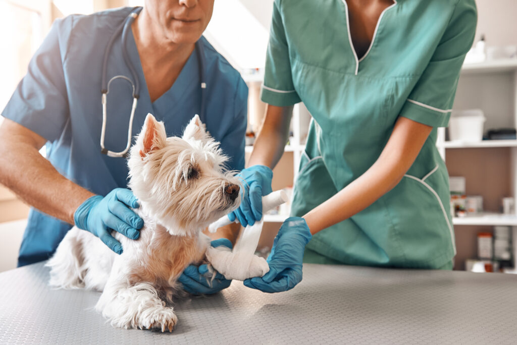 Pet Trusts: Ensuring Care and Security for Your Beloved Pets